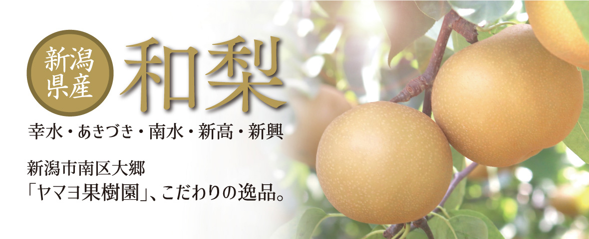 新潟県ヤマヨ果樹園の和梨